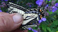Papilio eurymedon