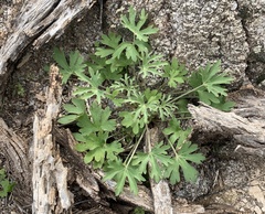 Delphinium parishii