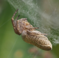 Cyrtophora exanthematica