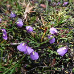Utricularia