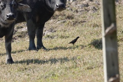 Acridotheres grandis