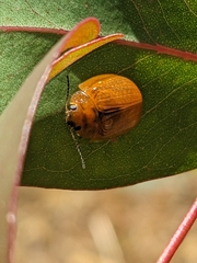 Paropsisterna