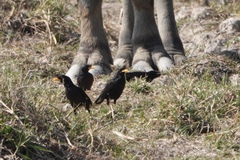 Acridotheres grandis