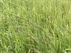 Digitaria eriantha