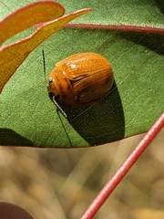 Paropsisterna