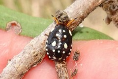 Pseudapines geminata