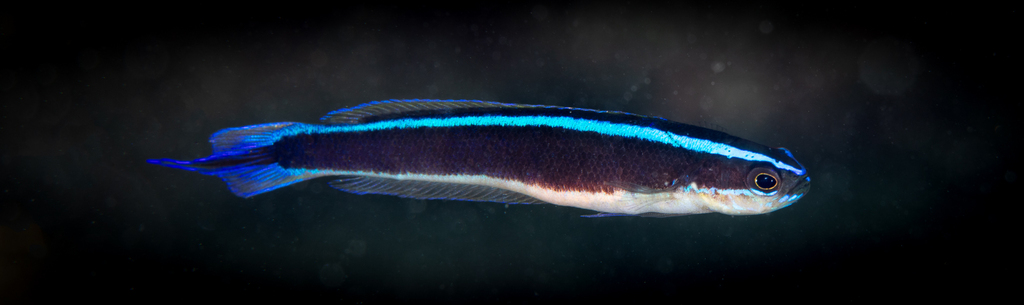 Bluelined Hulafish