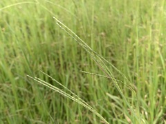 Digitaria eriantha
