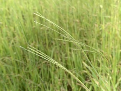 Digitaria eriantha