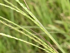 Digitaria eriantha