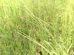 Digitaria eriantha