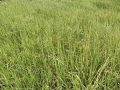 Digitaria eriantha