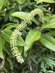 Buckinghamia celsissima