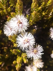 Melaleuca squamea