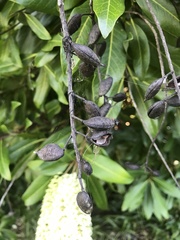 Buckinghamia celsissima