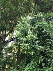 Buckinghamia celsissima