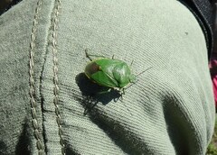 Chlorochroa