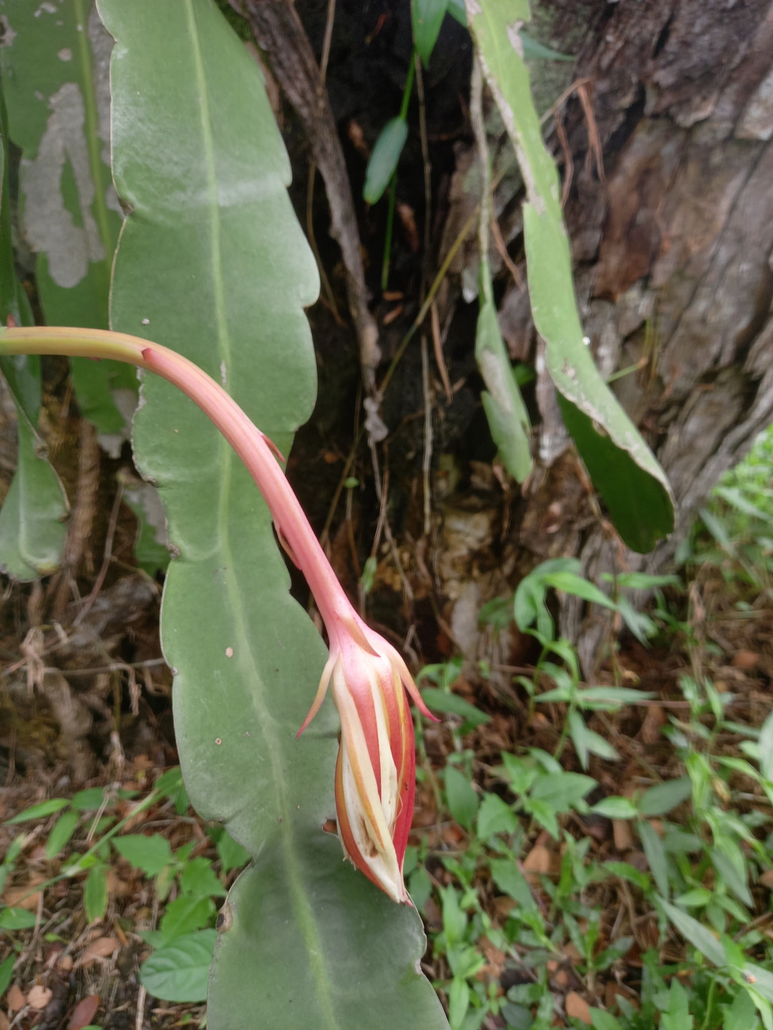 Imagem de Cacto-orquídea
