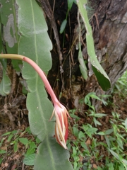 Epiphyllum