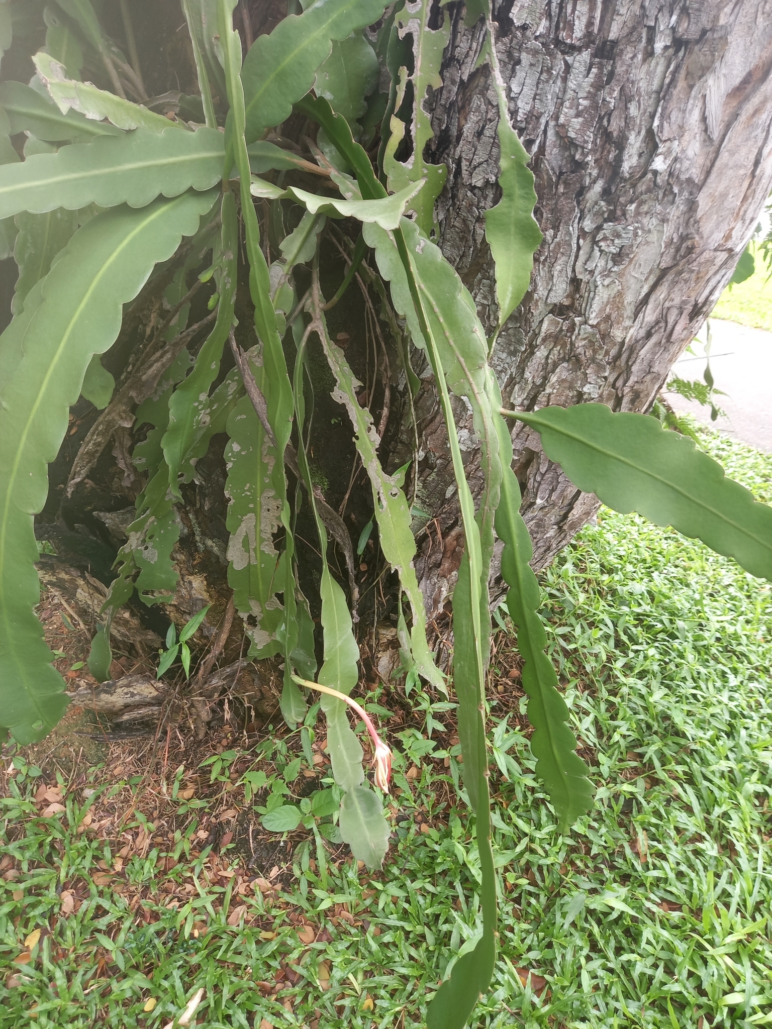 Imagem de Cacto-orquídea