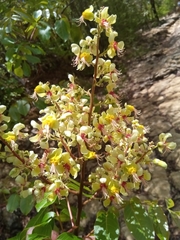 Koelreuteria bipinnata