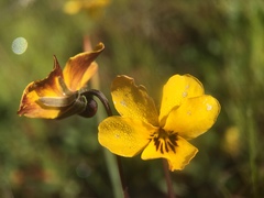 Viola pedunculata
