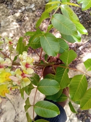 Koelreuteria bipinnata