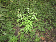 Chaiturus marrubiastrum