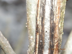 Allocapnia vivipara