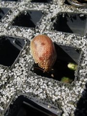Paropsis atomaria