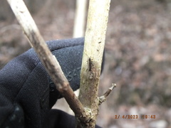 Allocapnia vivipara
