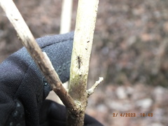 Allocapnia vivipara