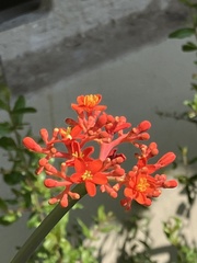 Jatropha podagrica