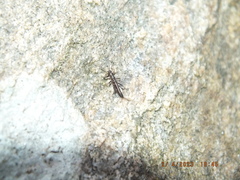 Allocapnia vivipara