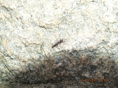 Allocapnia vivipara