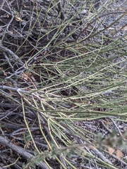 Ephedra nevadensis