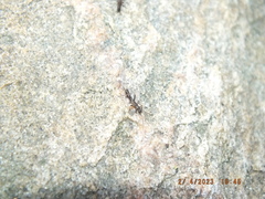 Allocapnia vivipara