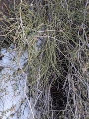 Ephedra nevadensis
