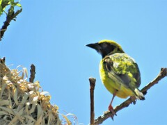 Ploceus cucullatus spilonotus