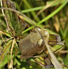 Hyperolius marmoratus marmoratus
