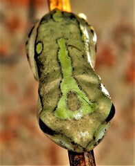 Hyperolius marmoratus marmoratus