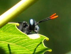 Protomydas rubidapex