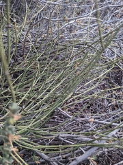 Ephedra nevadensis