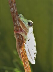 Hyperolius marmoratus marmoratus