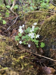 Romanzoffia sitchensis