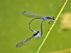 Pseudagrion sublacteum