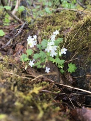 Romanzoffia sitchensis