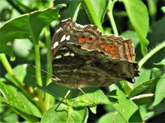 Junonia natalica natalica