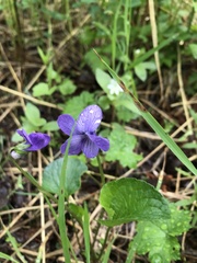 Viola langsdorffii