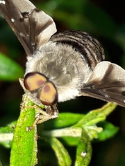 Atriadops vespertilio